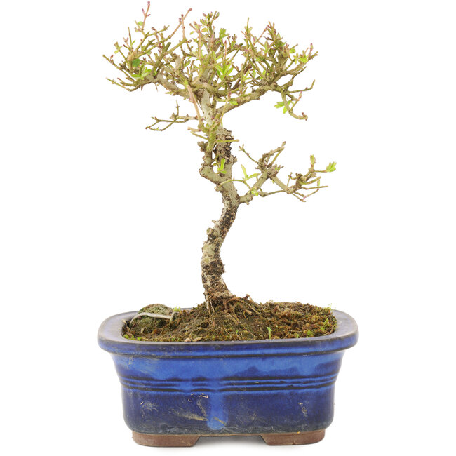 Ligustrum, 16 cm, ± 5 anni