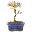 Ligustrum, 16 cm, ± 5 years old