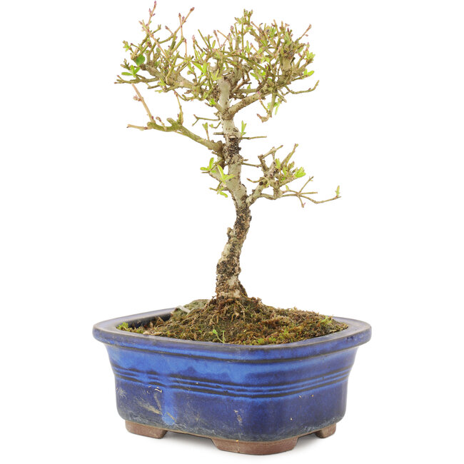 Ligustrum, 16 cm, ± 5 jaar oud