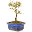 Ligustrum, 16 cm, ± 5 jaar oud