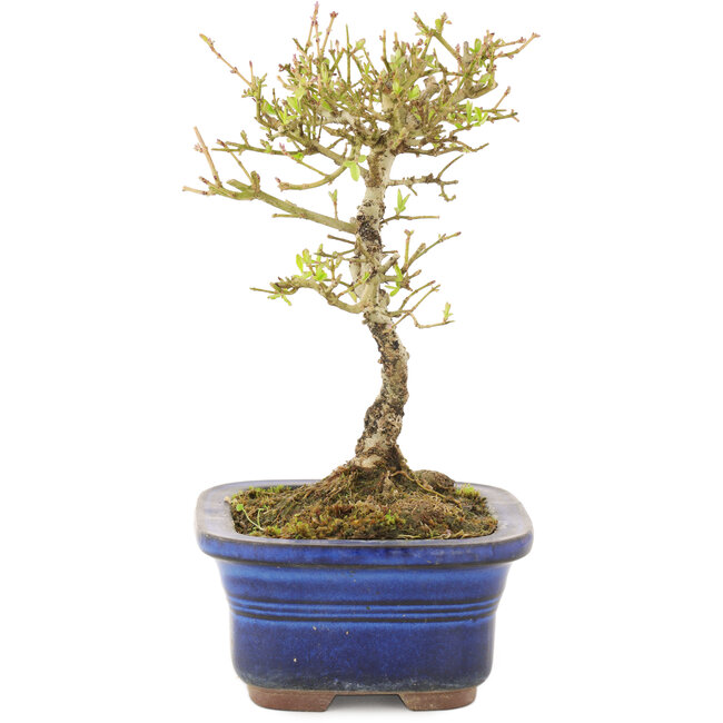 Ligustrum, 16 cm, ± 5 years old
