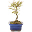 Ligustrum, 16 cm, ± 5 Jahre alt