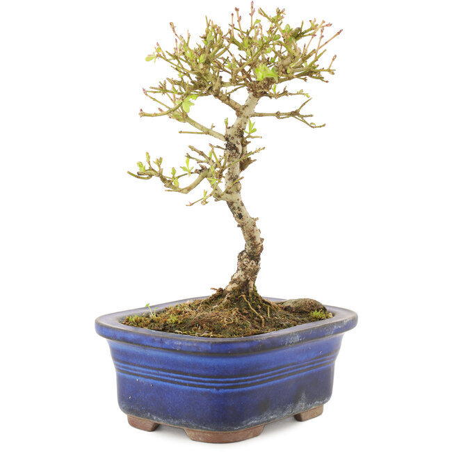 Ligustrum, 16 cm, ± 5 ans