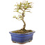 Ligustrum, 16 cm, ± 5 jaar oud