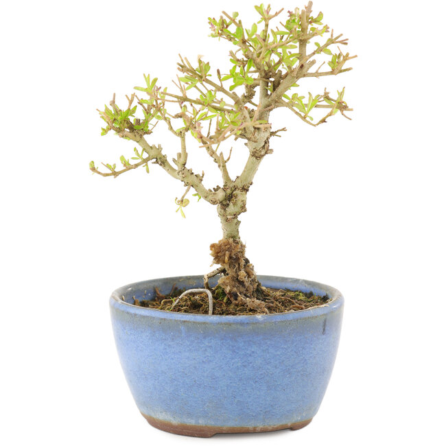 Ligustrum, 12,5 cm, ± 5 jaar oud
