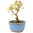 Ligustrum, 12,5 cm, ± 5 ans