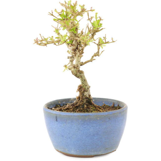 Ligustro, 12,5 cm, ± 5 años