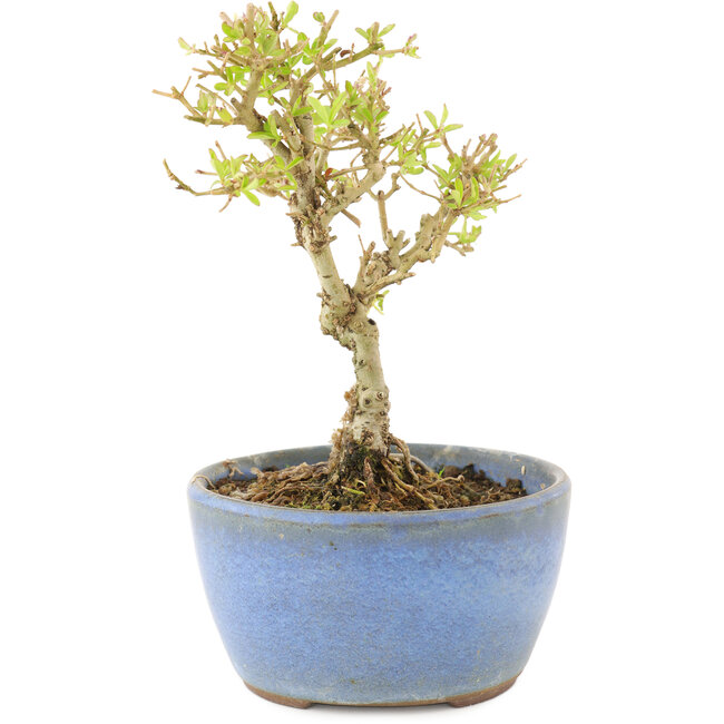 Ligustro, 12,5 cm, ± 5 años