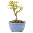 Ligustrum, 12,5 cm, ± 5 Jahre alt