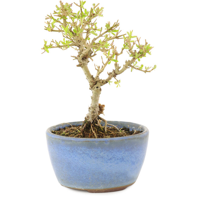 Ligustrum, 12,5 cm, ± 5 years old