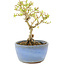 Ligustrum, 12,5 cm, ± 5 Jahre alt