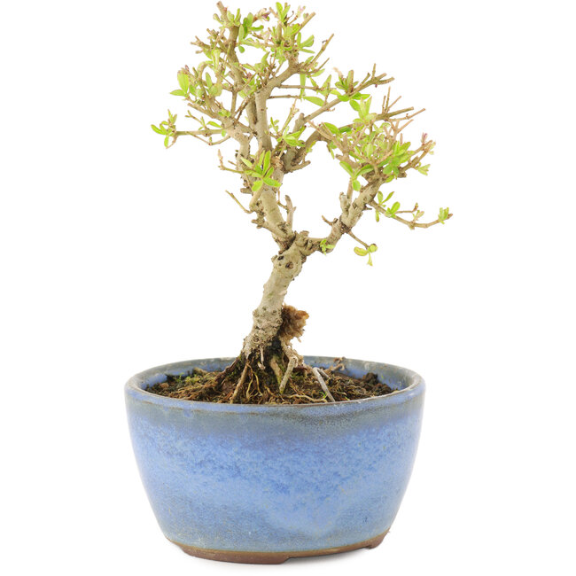 Ligustrum, 12,5 cm, ± 5 years old