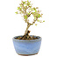 Ligustrum, 12,5 cm, ± 5 Jahre alt