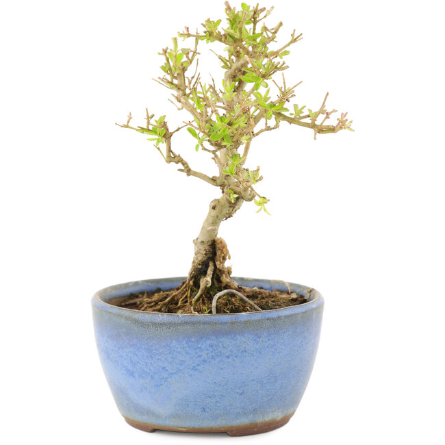 Ligustrum, 12,5 cm, ± 5 ans