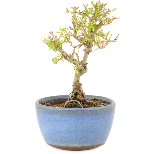 Ligustrum, 12,5 cm, ± 5 jaar oud