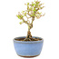 Ligustrum, 12,5 cm, ± 5 Jahre alt