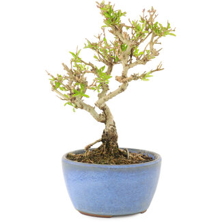 Ligustrum, 15 cm, ± 5 years old