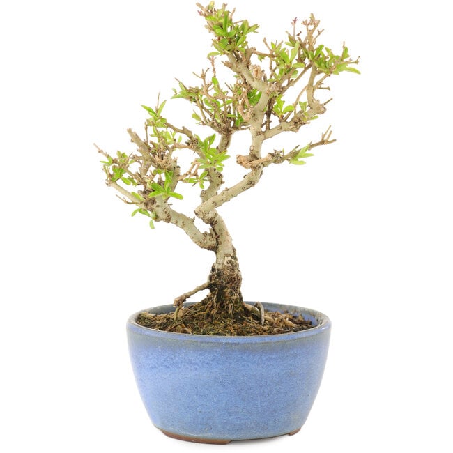 Ligustrum, 15 cm, ± 5 years old