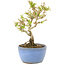 Ligustrum, 15 cm, ± 5 ans
