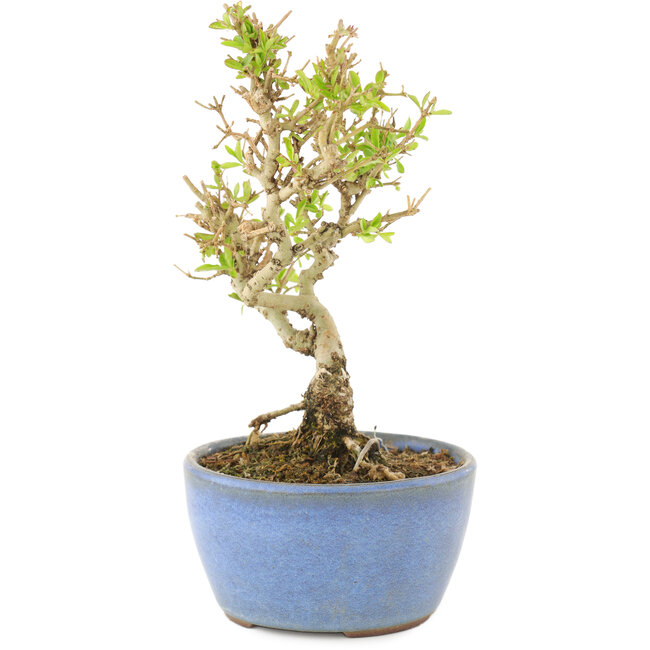 Ligustrum, 15 cm, ± 5 Jahre alt