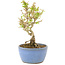 Ligustrum, 15 cm, ± 5 ans