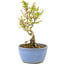 Ligustrum, 15 cm, ± 5 years old