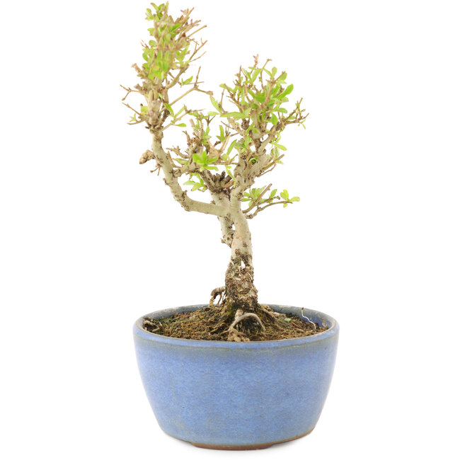 Ligustrum, 15 cm, ± 5 Jahre alt