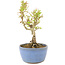 Ligustrum, 15 cm, ± 5 years old