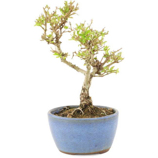 Ligustrum, 15 cm, ± 5 Jahre alt