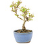 Ligustrum, 15 cm, ± 5 years old