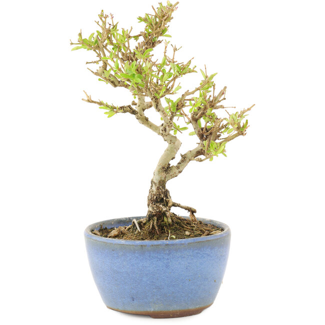 Ligustrum, 15 cm, ± 5 anni