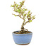 Ligustrum, 15 cm, ± 5 Jahre alt