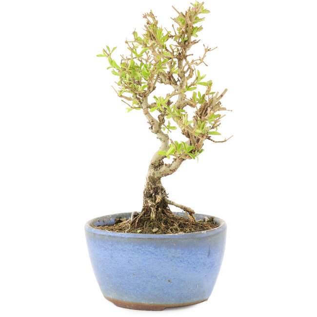 Ligustrum, 15 cm, ± 5 years old