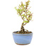 Ligustrum, 15 cm, ± 5 years old