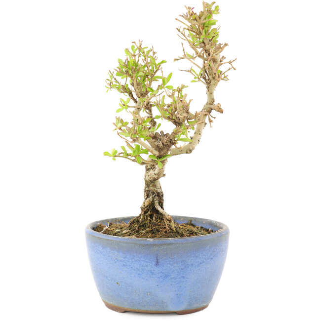 Ligustrum, 15 cm, ± 5 ans