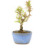 Ligustrum, 15 cm, ± 5 anni