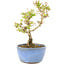 Ligustrum, 15 cm, ± 5 years old