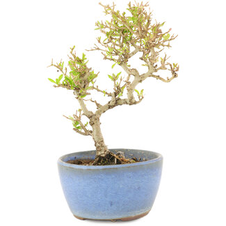 Ligustrum, 15 cm, ± 5 años