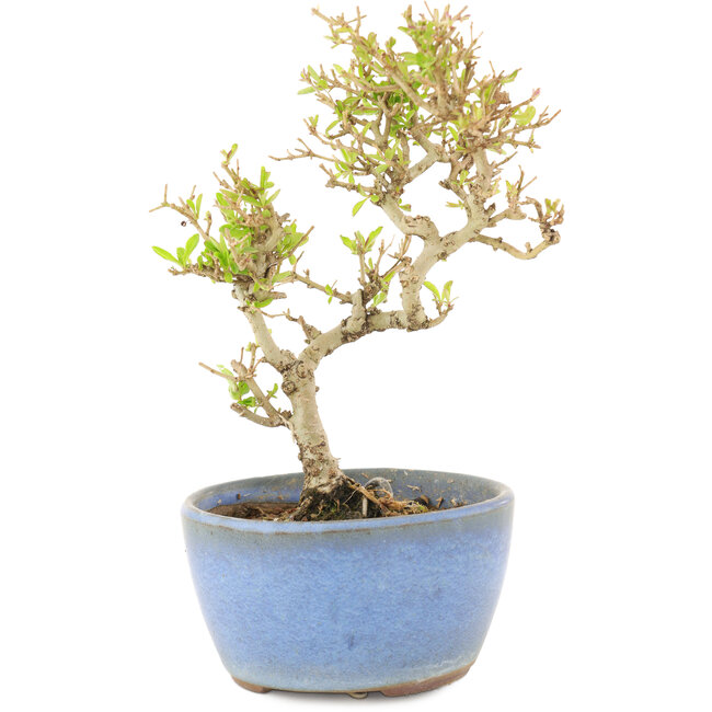 Ligustrum, 15 cm, ± 5 ans
