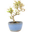 Ligustrum, 15 cm, ± 5 Jahre alt