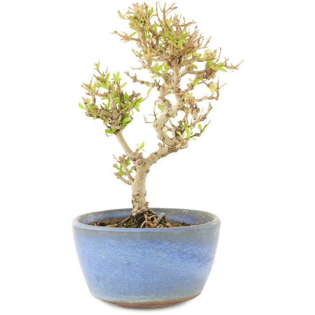 Ligustrum, 15 cm, ± 5 anni