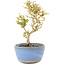Ligustrum, 15 cm, ± 5 jaar oud