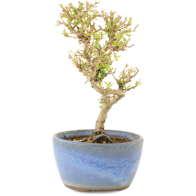 Ligustrum, 15 cm, ± 5 jaar oud