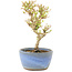 Ligustrum, 15 cm, ± 5 Jahre alt