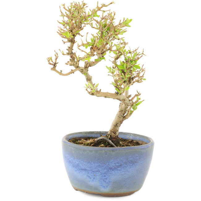Ligustrum, 15 cm, ± 5 ans