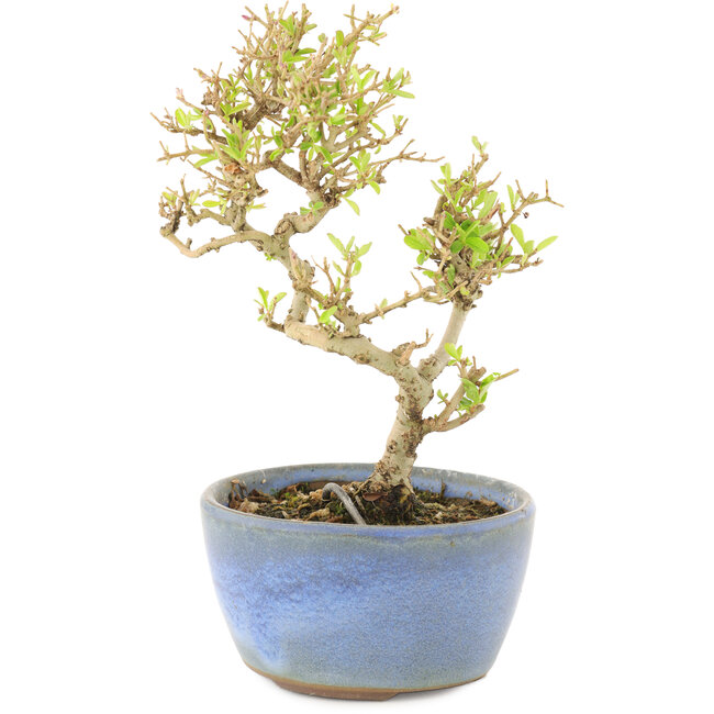 Ligustrum, 15 cm, ± 5 jaar oud