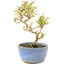 Ligustrum, 15 cm, ± 5 anni