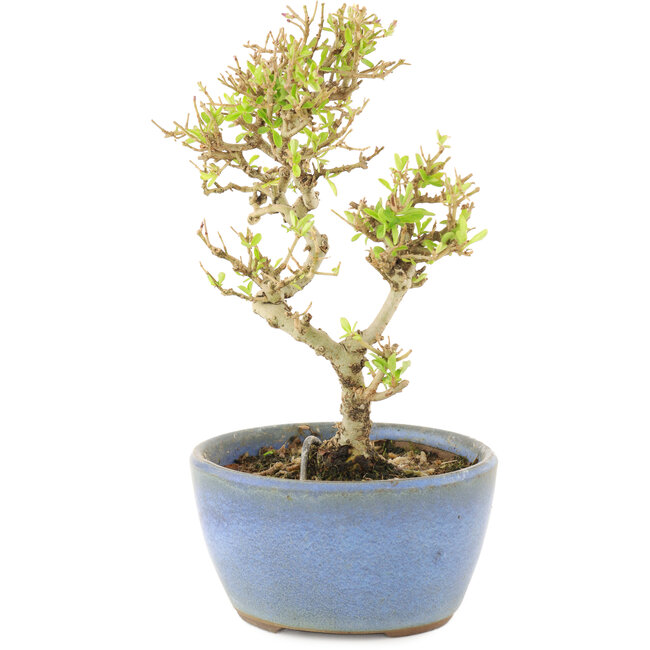 Ligustrum, 15 cm, ± 5 ans