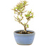 Ligustrum, 15 cm, ± 5 jaar oud