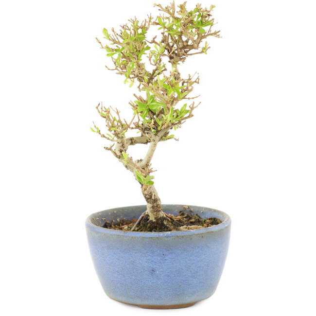 Ligustrum, 15 cm, ± 5 Jahre alt